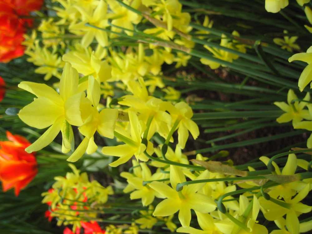 Narcissus triandrus 'Hawera' (Engelstränen-Narzisse)